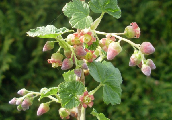 Blüten schwarzer Johannisbeeren