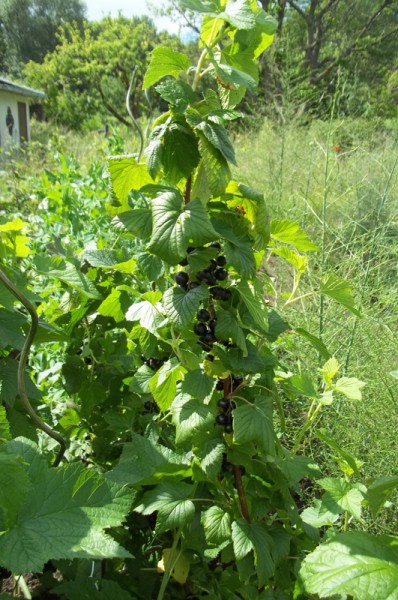 Schwarzer Johannisbeerbusch im vorderen Garten mit Früchten (29. Juni 2015)