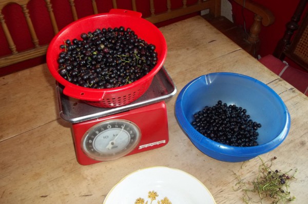 Schwarze Johannisbeermarmelade wird gemacht! (5. Juli 2015)