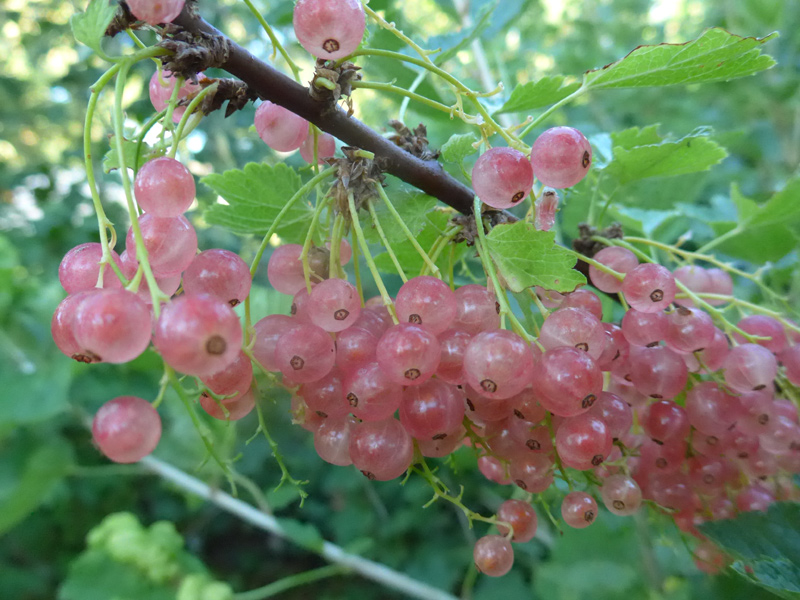 Schwarz-weiß-rot – Ich bin dann mal im Garten…