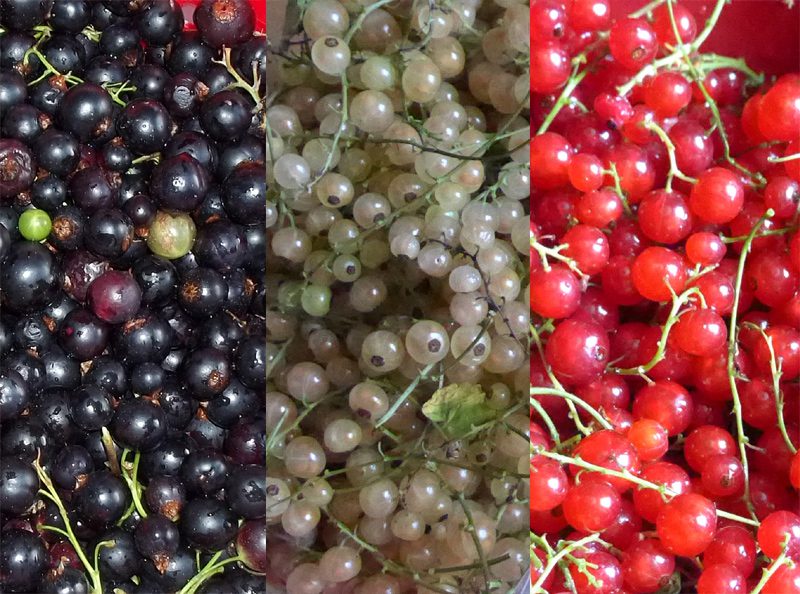 Schwarz-weiß-rot – Ich bin dann mal im Garten…