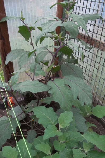 Solanum aethiopicum am 25. Juli