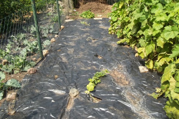 Das ganze Elend des Gartenlebens (13. Juni)