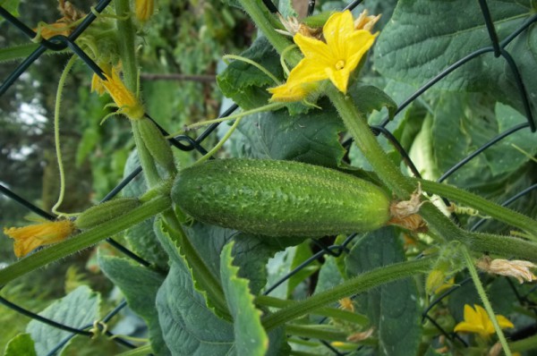 Gurke und Gurkenblüten am 4. August