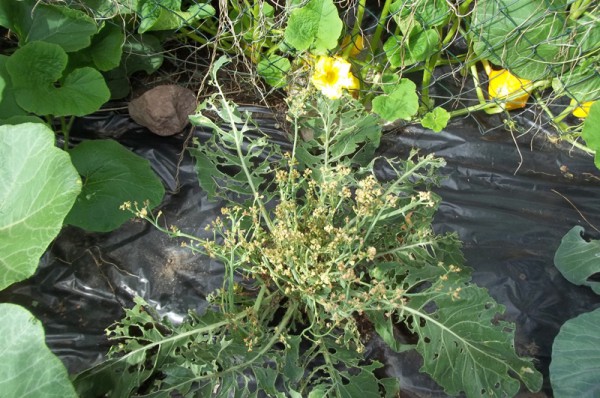 Blumenkohl? Blumenkohl! (20. Juli)