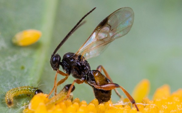 Parasitäre Wespe Cotesia glomerata parasitiert aus den Eiern geschlüpfter Raupen des Großen Kohlweißlings, Quelle: Nina Fatouros