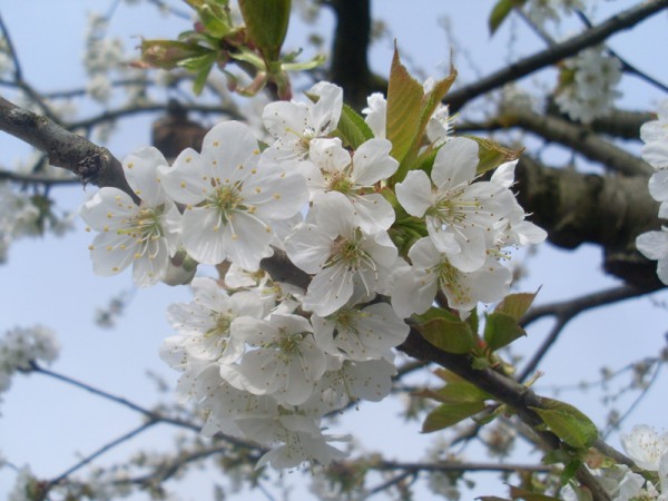 Mein alter Kirschbaum in voller Blüte