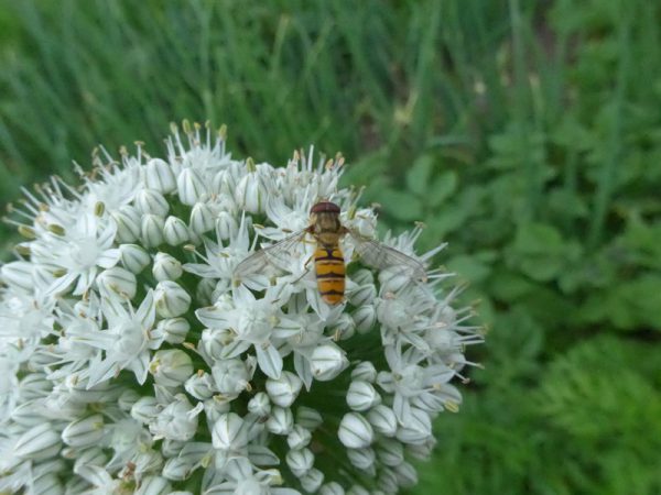 Freundliche Helferin: Schwebfliege am 02. Juli