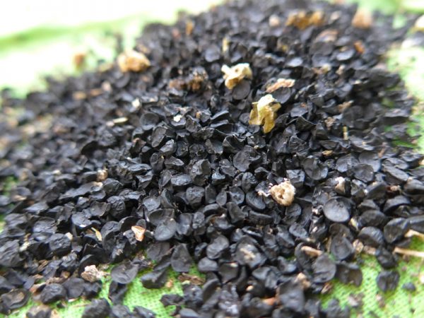 Schwarzes Gold - meine ersten selbst gewonnenen Samen der Zwiebelsorte "Calbenser Gerlinde"