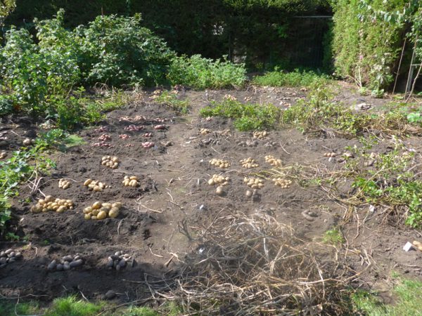 (Zu) frühe Ernte meines Kartoffelackers am 8. August