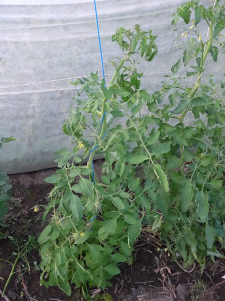 Eine Tomatenpflanze hängt in den Seilen – oder am seidenen Faden?