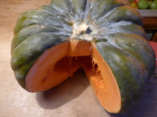 Courge musquée de Provence