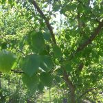 Blätter Aprikosenbaum