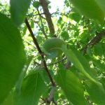 Blick in Aprikosenbaum am 20. Mai