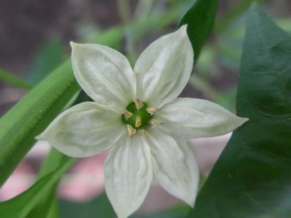 Paprika-Blüte