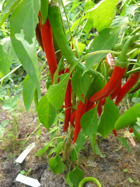 Einer meiner drei roten Pepperoni-Büsche