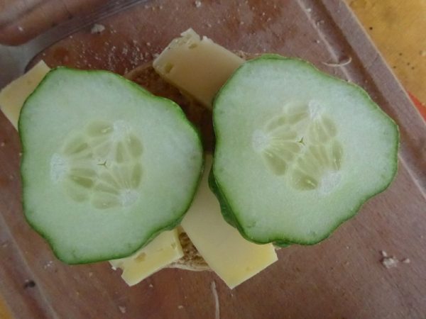 Käsebrötchen mit Salatgurkenscheiben