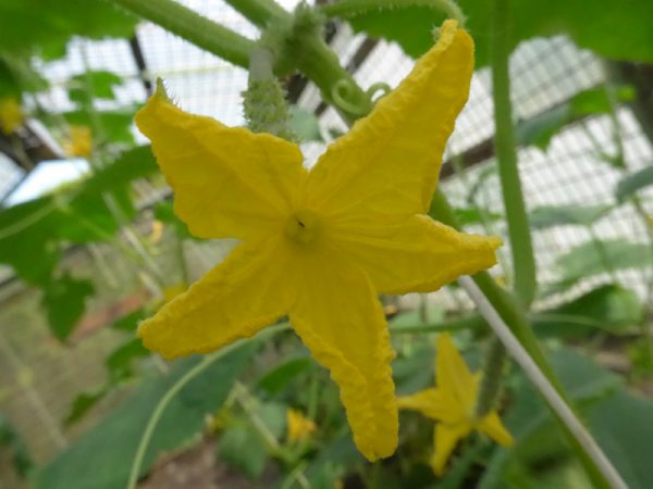 Blick in geöffnete weibliche Gurkenblüte