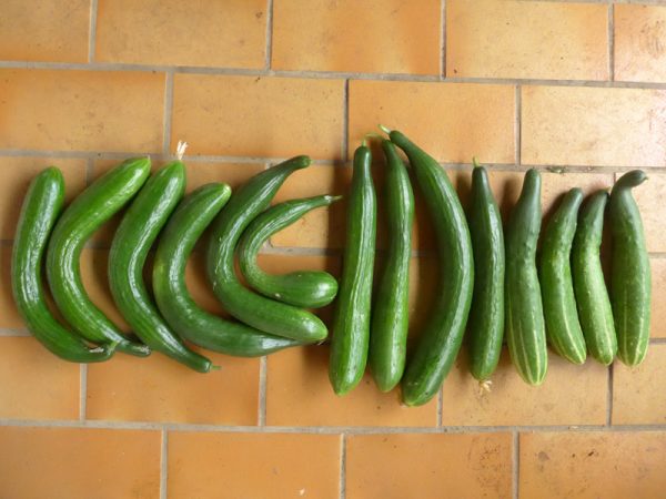 Ungenormte Schlangengurken verschiedener Sorten