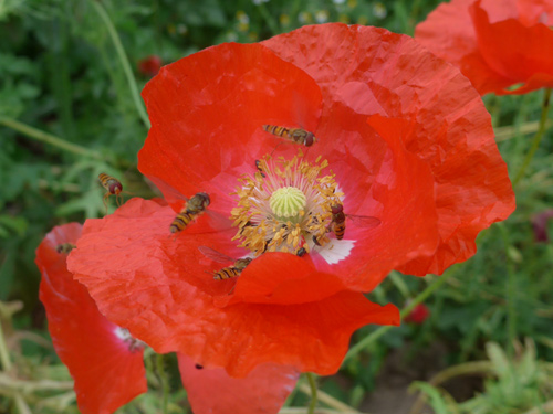 Schwebfliegenversammlung auf Mohnblüte