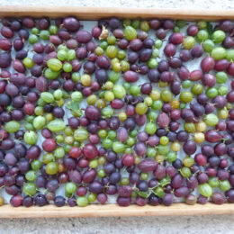 Viele verschiedene Stachelbeeren