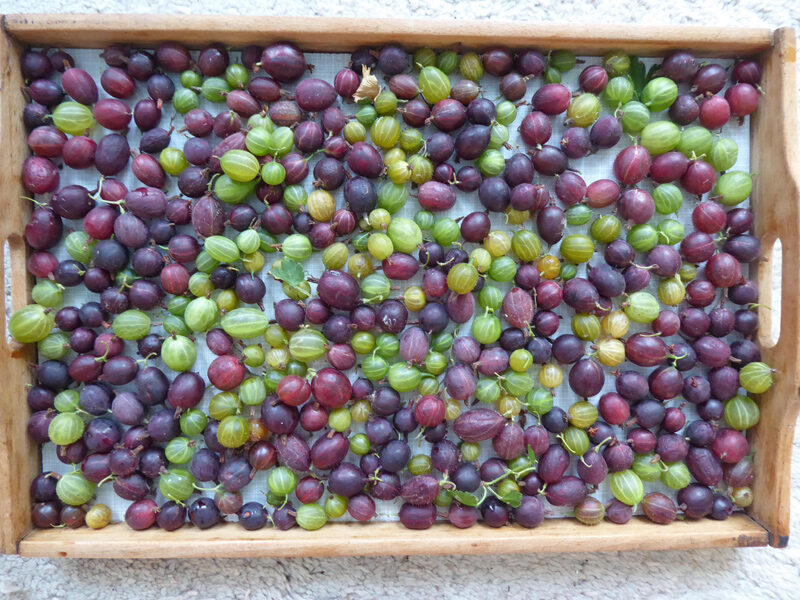 Viele verschiedene Stachelbeeren