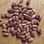 Blass-violette Bohnenkerne