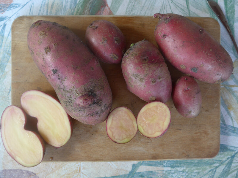 Eigene Kartoffelsorte Purpurrot