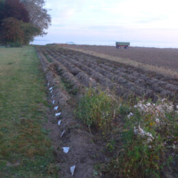 120 Kartoffelsorten vor der Ernte