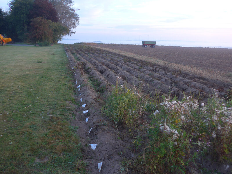 120 Kartoffelsorten vor der Ernte