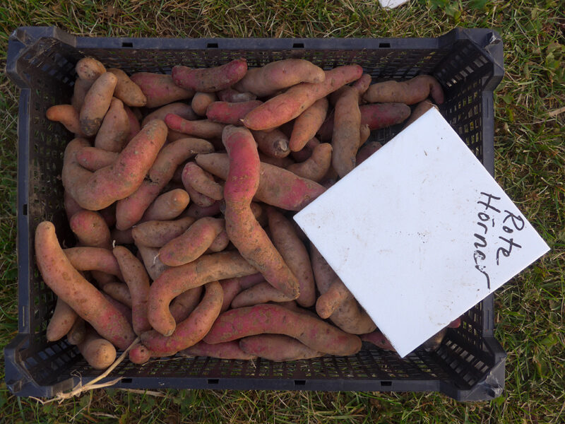 Kartoffelsorte Rote Hörner