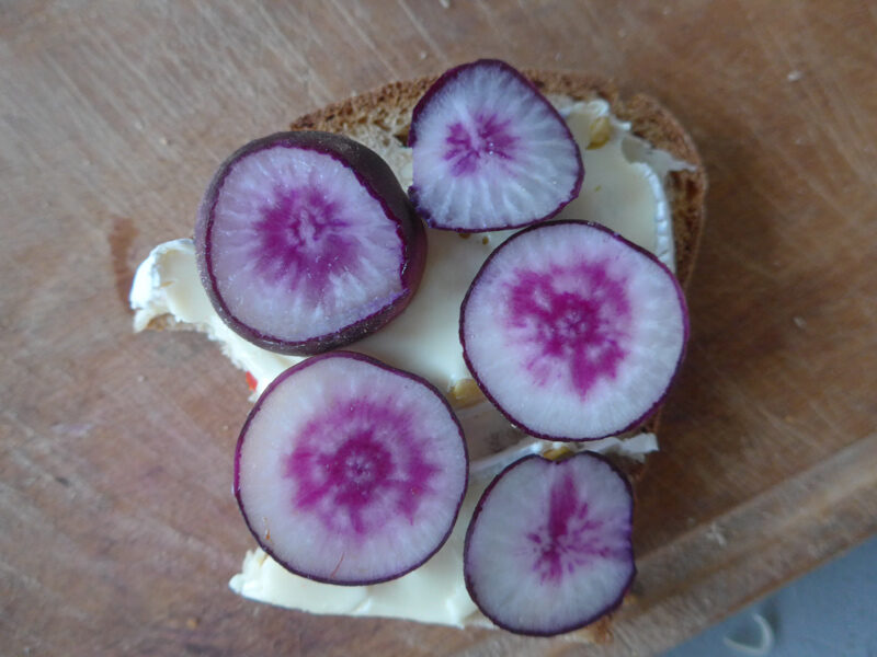 Radieschen mit violetter Innenfärbung auf Käsebrötchen geschnitten