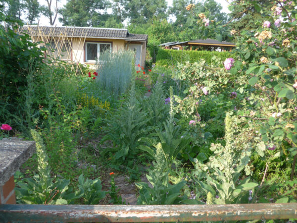 Der verwachsene Eingang zu meinem Garten