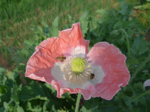 Ostdeutsche Mohnblüte in lachsrosa