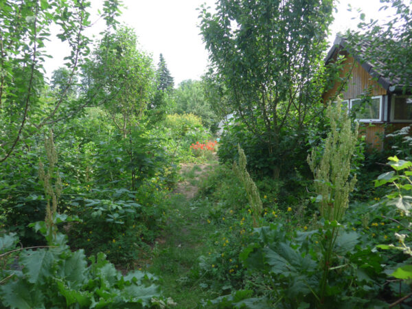 Hinterer Gartenausgang mit Apfelbaumsämlingen