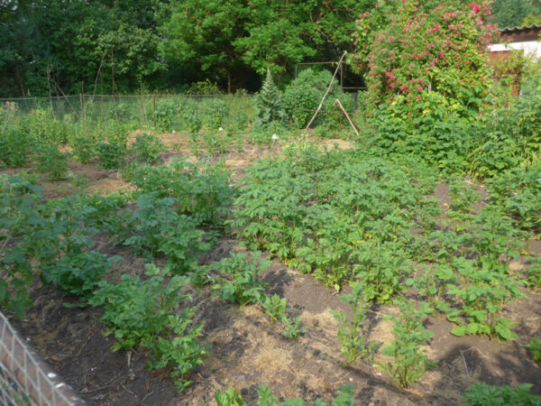 Kartoffeln im Pflegegarten