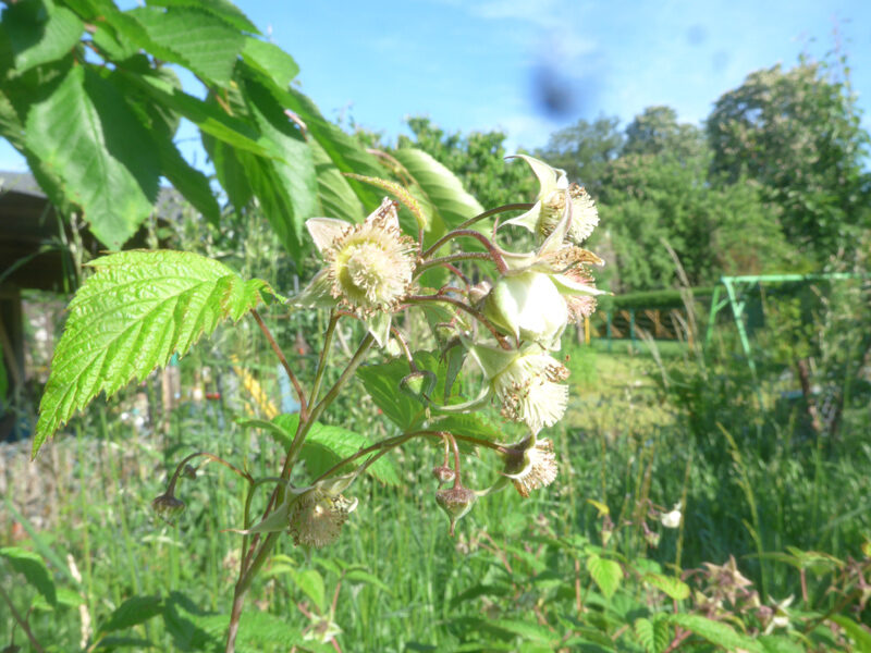 Blüten einer Himbeere