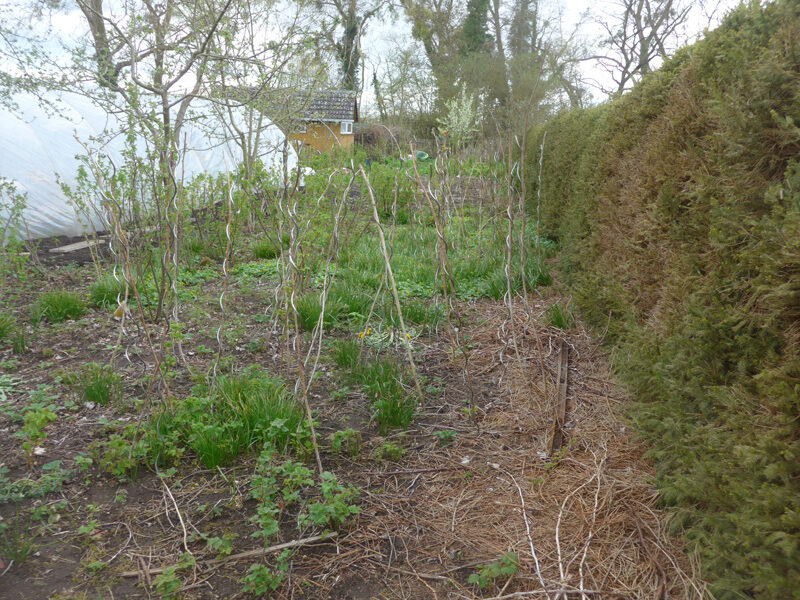 Himbeeren an Fichtenhecke