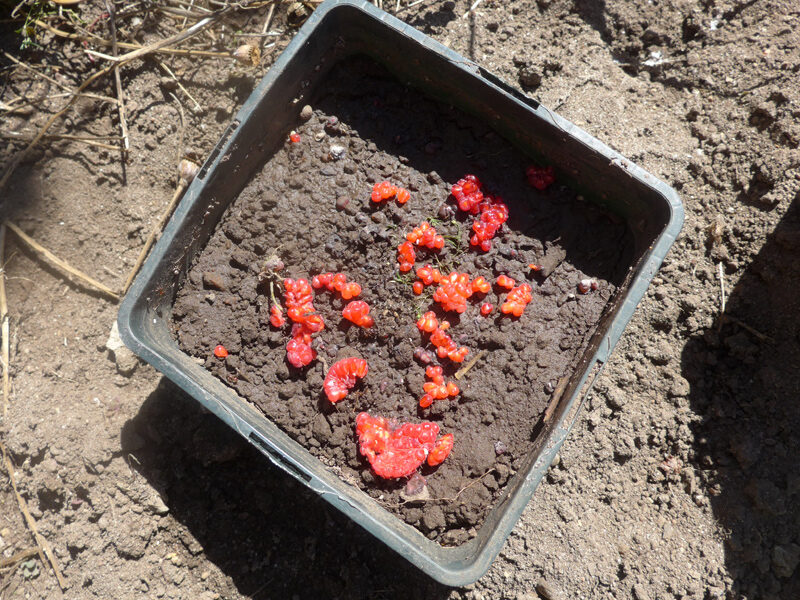 Himbeeren in Blumentopf auf Erde verstreut