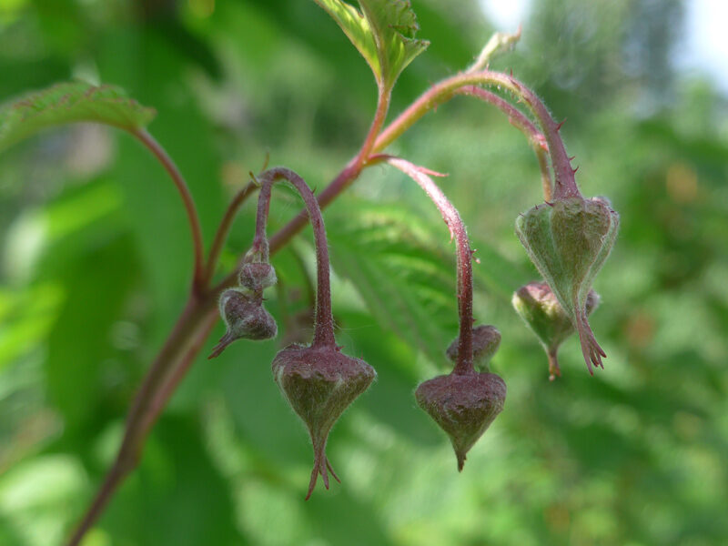 Knospen einer Himbeere