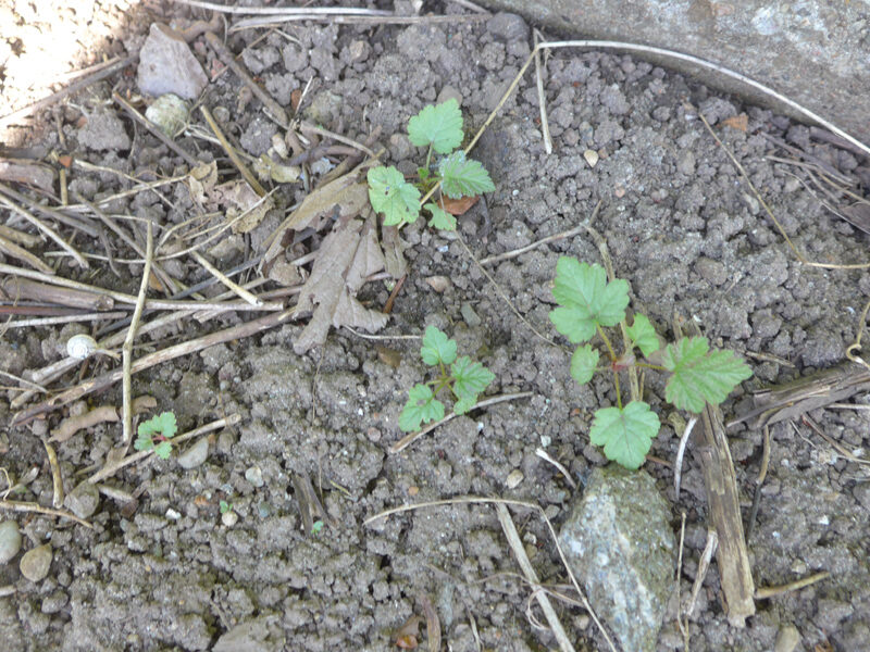 Himbeersämlinge im Garten