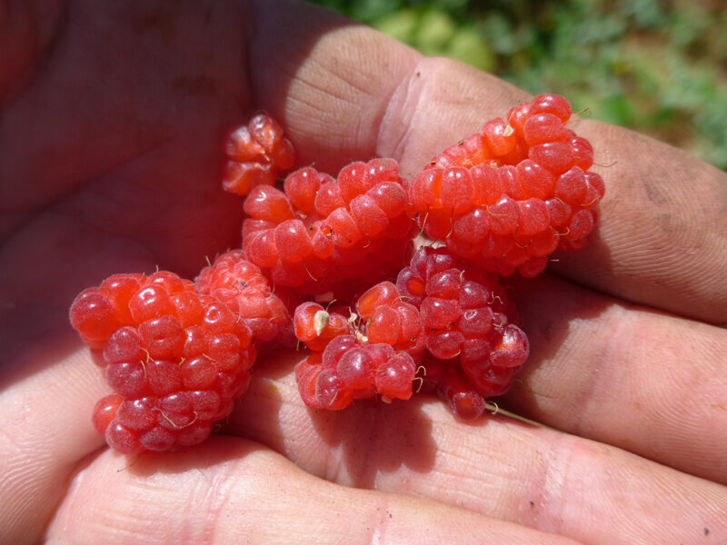 Frische Samen-Himbeeren