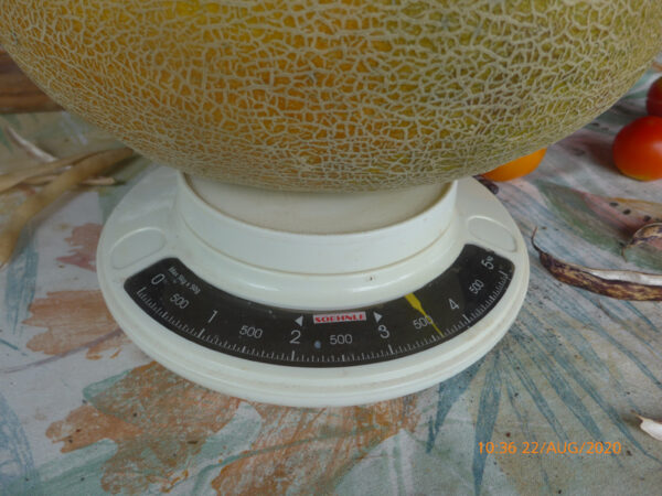 Sieger-Melone 2020 mit 3800 Gramm