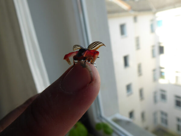 Ein Kartoffelkäfer startet seinen Flug von meinem Finger