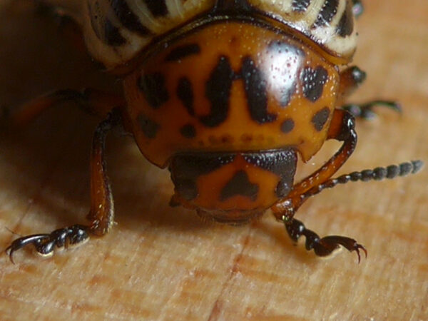 Kopf und Brust eines Kartoffelkäfers