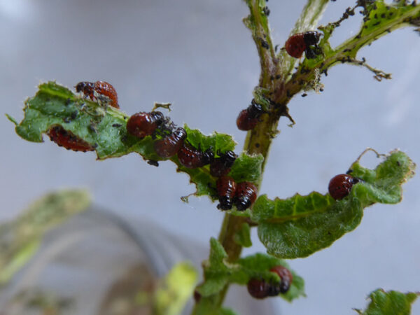 Kartoffelkäferlarven an Kartoffelstaude fressend