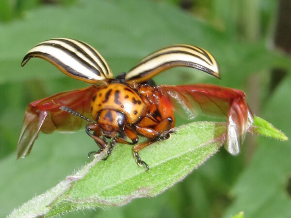 Abfliegender Kartoffelkäfer (von vorn)