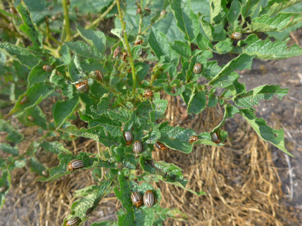 Kartoffelstaude übersät mit Kartoffelkäfern