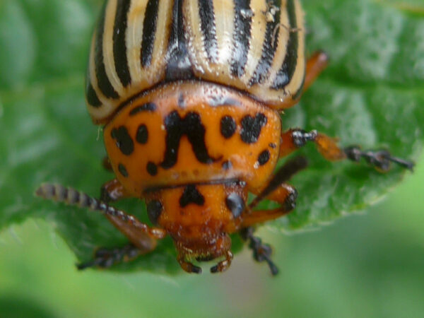 Kartoffelkäfer von vorn