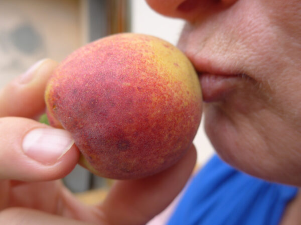 Der Kuss der Aprikose